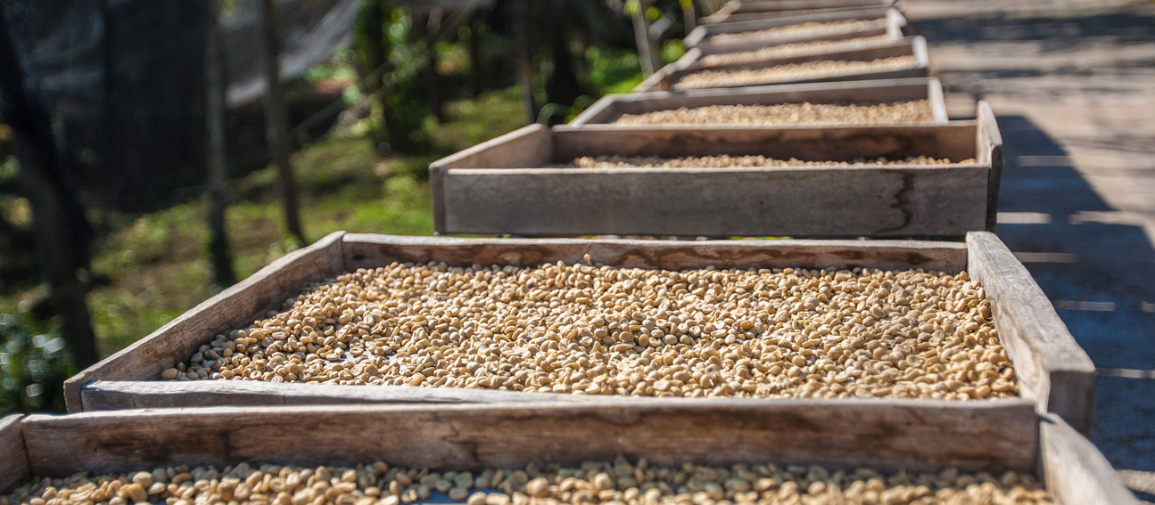 Café Dupan - Café nunca é só café. No mundo existem mais de 100 espécies de  café, mas somente 2 são consideradas comerciais. O Café Arábica e o Robusta ou  Conilon como